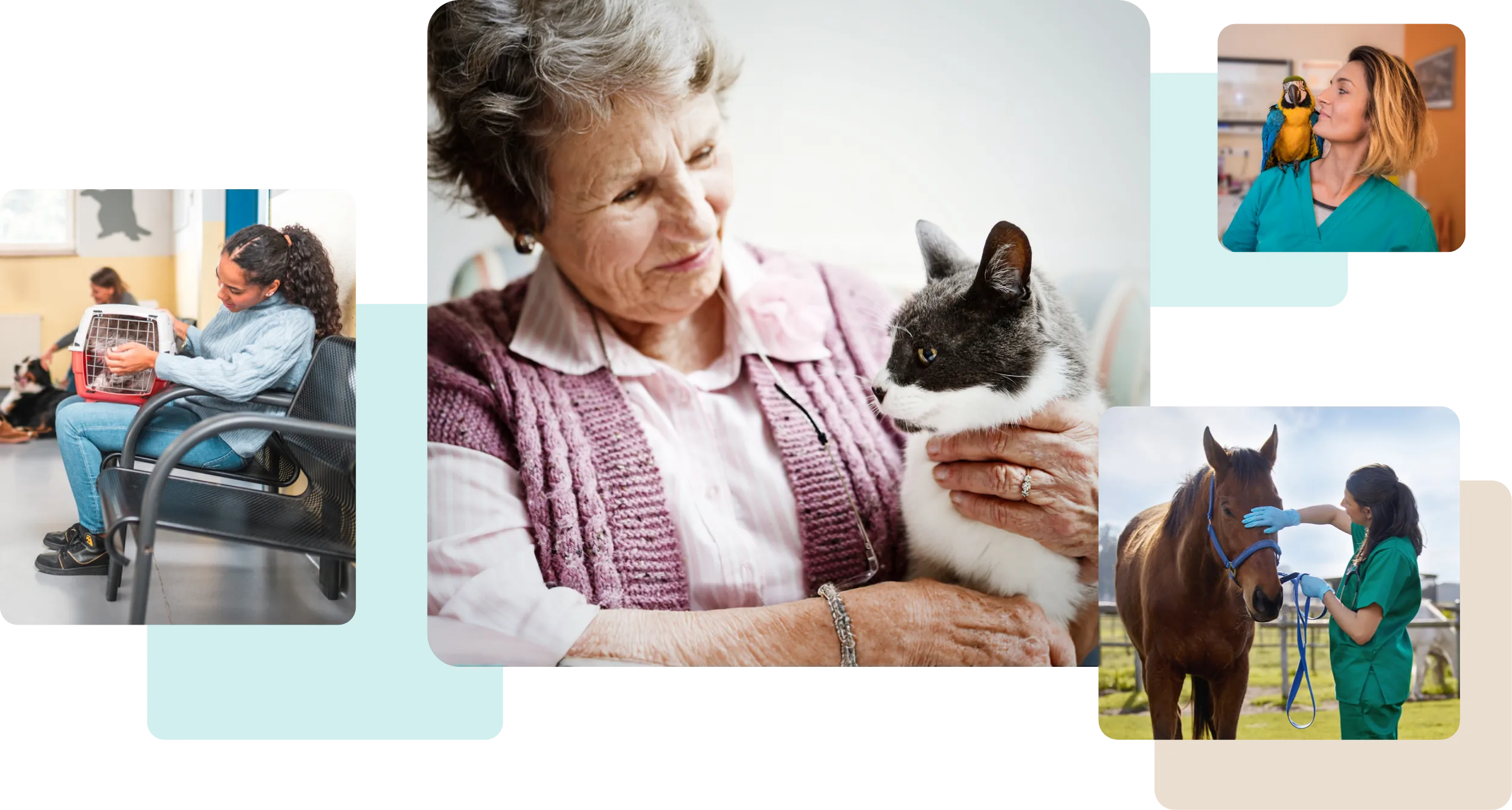 Collage of Owners with their pets. 